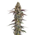 Platinum Mimosa Cookies (Growers Choice) Feminisoidut
