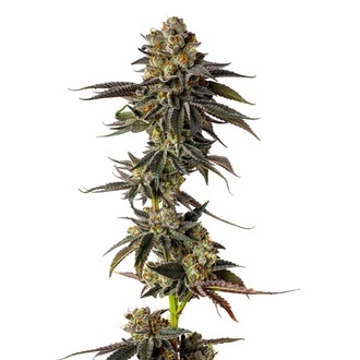 Toad Poison (Growers Choice) Feminisoidut