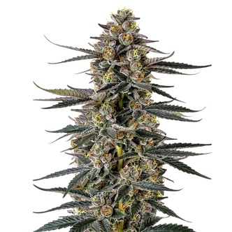 Triploidi Iced Sangria (Growers Choice) feminisoidut
