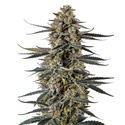 Triploidi F1 Iced Sangria (Growers Choice) Feminisoidut