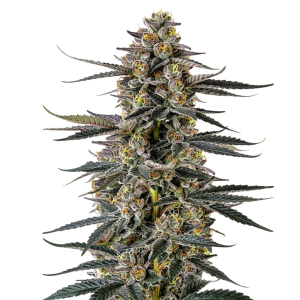 Triploidi F1 Iced Sangria (Growers Choice) Feminisoidut