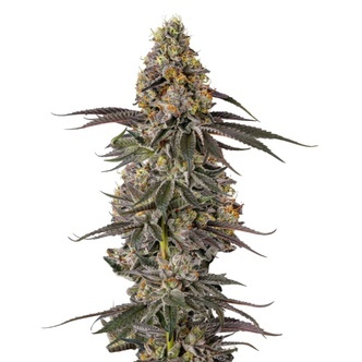 Triploid Sticky Wasabi (Growers Choice) feminisoidut kannabiksen siemenet