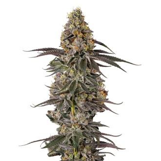 Triploid F1 Sticky Wasabi (Growers Choice) Feminisoidut