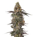 Triploid F1 Sticky Wasabi (Growers Choice) Feminisoidut