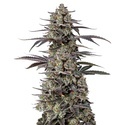 Triploid Tropicana Cherry (Growers Choice) Feminisoidut