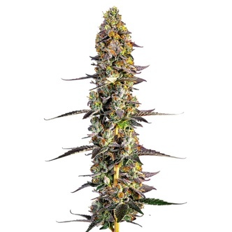 Unicorn Wagyu (Growers Choice) feminisoidut kannabiksen siemenet