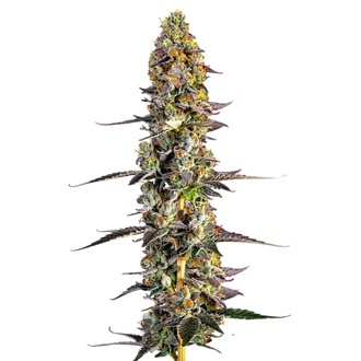 Unicorn Wagyu (Growers Choice) Feminisoidut