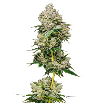 White Truffle (Growers Choice) feminisoidut