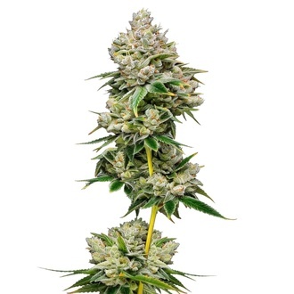 White Truffle Limited Edition (Growers Choice) Feminisoidut