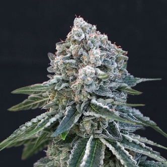 Death Roll (Exotic Seed) feminisoitu