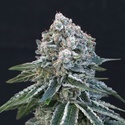 Death Roll (Exotic Seed) Feminisoidut