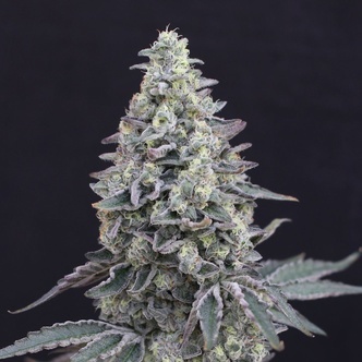 Georgia Cream Auto (Exotic Seed) feminisoidut kannabiksen siemenet