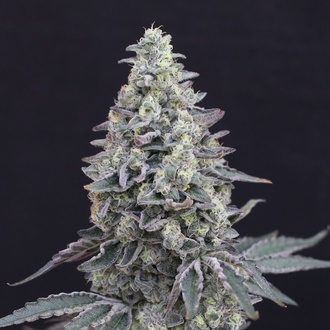 Georgia Cream Auto (Exotic Seed) Feminisoidut