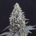 Georgia Cream Auto (Exotic Seed) Feminisoidut