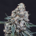 Quick Wash (Exotic Seed) Feminisoidut
