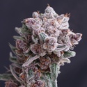 Tangie Smasher Auto (Exotic Seed) Feminisoiidut