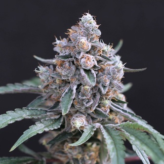 Turbo Junky (Exotic Seed) feminisoidut kannabiksen siemenet