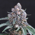 Turbo Junky (Exotic Seed) Feminisoidut