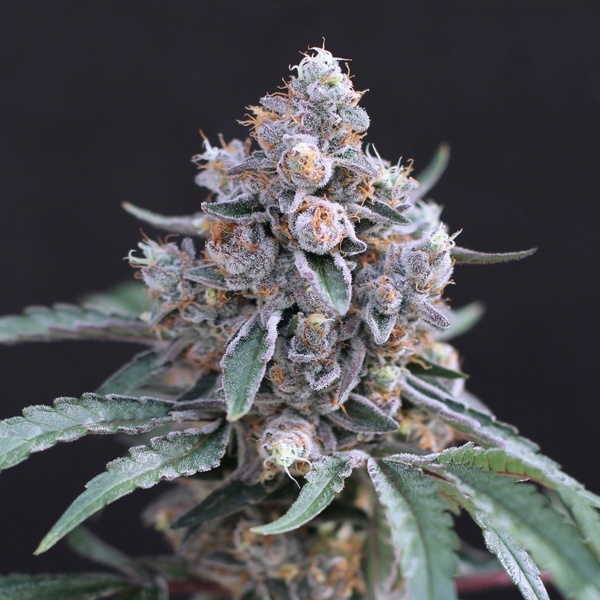 Turbo Junky (Exotic Seed) Feminisoidut