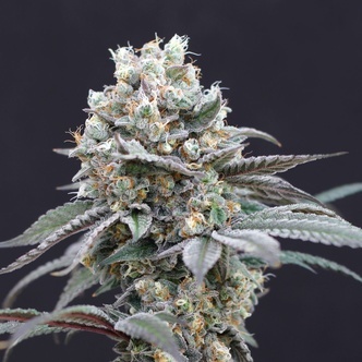 The Clash (Exotic Seed) feminisoidut
