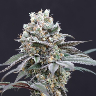 The Clash (Exotic Seeds) Feminisoidut