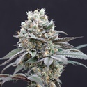The Clash (Exotic Seeds) Feminisoidut
