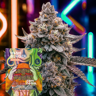 Hash Burger (Zamnesia Seeds) Feminisoidut