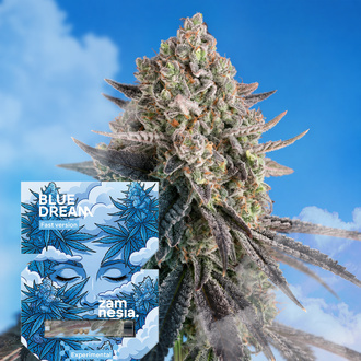 Blue Dream Fast Version (Zamnesia Seeds) Feminisoidut
