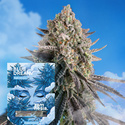 Blue Dream Fast Version (Zamnesia Seeds) Feminisoidut