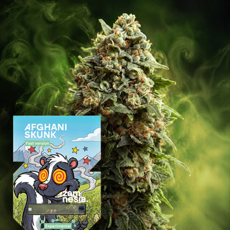 Afghani Skunk Fast Version (Zamnesia Seeds) feminisoitu