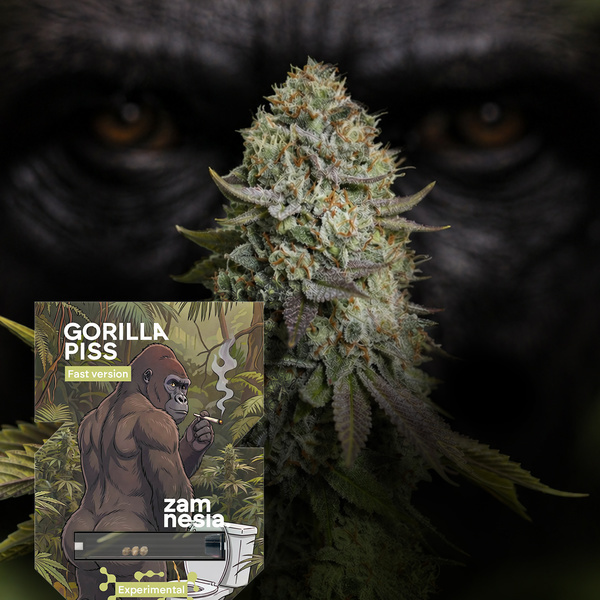 Gorilla Piss Fast Version (Zamnesia Seeds) Feminisoidut
