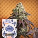 Stroopwafel Fast Version (Zamnesia Seeds) Feminisoidut