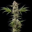Banana Runtz F1 (Barney's Farm) Feminisoidut