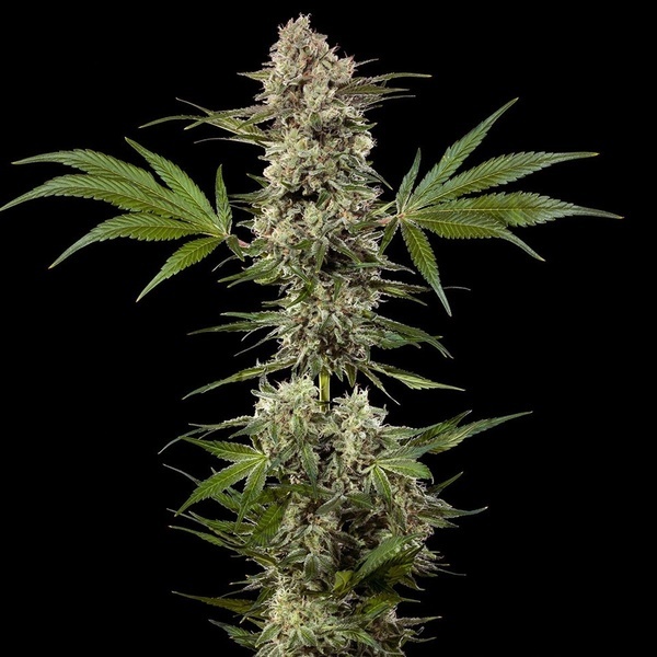 Banana Runtz F1 (Barney's Farm) Feminisoidut