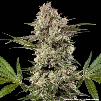 Banana Runtz F1 (Barney's Farm) Feminisoidut