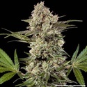 Banana Runtz F1 (Barney's Farm) Feminisoidut