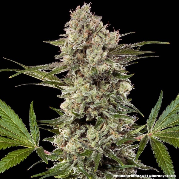 Banana Runtz F1 (Barney's Farm) Feminisoidut