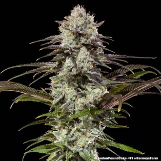London Pound Cake F1 (Barney's Farm) Feminisoidut