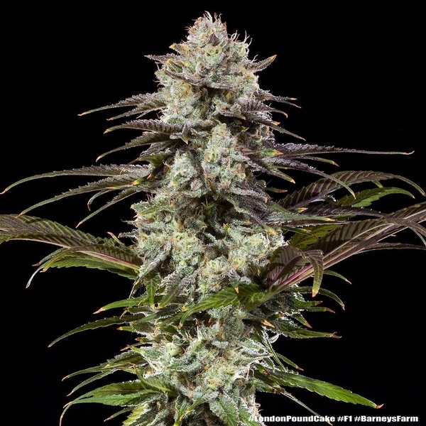 London Pound Cake F1 (Barney's Farm) Feminisoidut