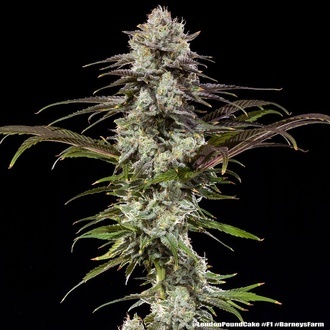 London Pound Cake F1 (Barney's Farm) Feminisoidut