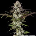London Pound Cake F1 (Barney's Farm) Feminisoidut