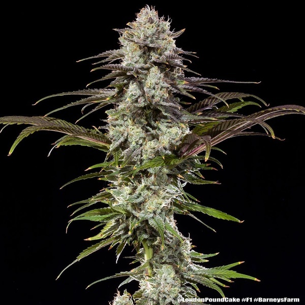London Pound Cake F1 (Barney's Farm) Feminisoidut