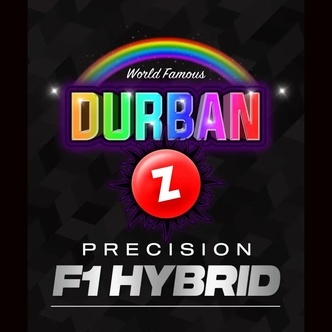 Durban Z F1 (Barney's Farm) feminisoitu