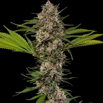 MAC 1 F1 (Barney's Farm) Feminisoidut