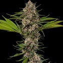 MAC 1 F1 (Barney's Farm) Feminisoidut