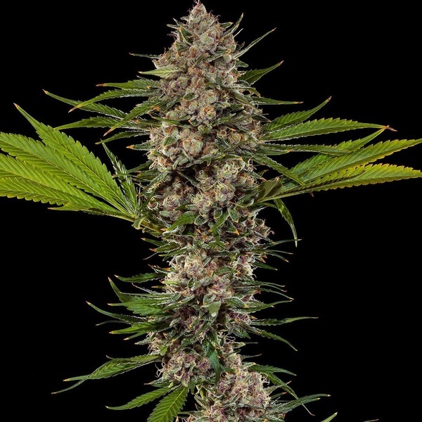 MAC 1 F1 (Barney's Farm) Feminisoidut