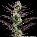Thin Mint Frosting F1 (Barney's Farm) Feminisoidut