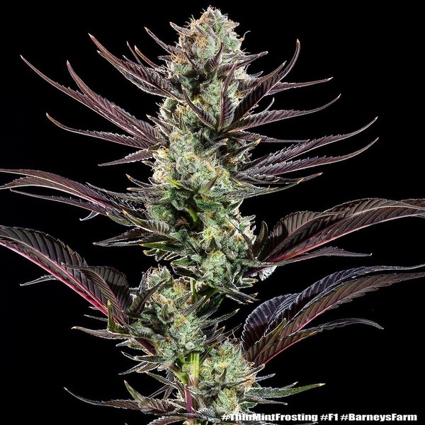 Thin Mint Frosting F1 (Barney's Farm) Feminisoidut