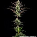 Thin Mint Frosting F1 (Barney's Farm) Feminisoidut