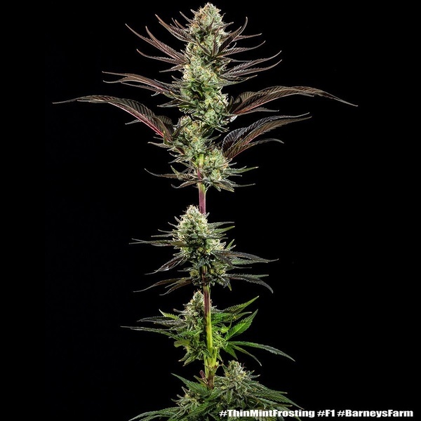 Thin Mint Frosting F1 (Barney's Farm) Feminisoidut